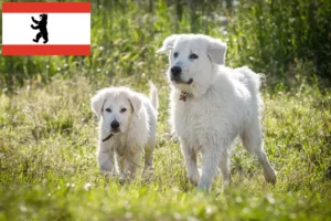 Read more about the article Criadores de Maremma Abruzzi Sheepdog e cachorros em Berlim