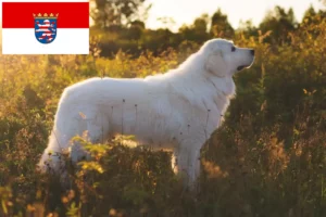 Read more about the article Criadores de Maremma Abruzzi Sheepdog e cachorros em Hesse