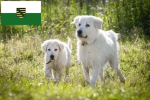 Read more about the article Criadores de Maremma Abruzzi Sheepdog e cachorros na Saxónia