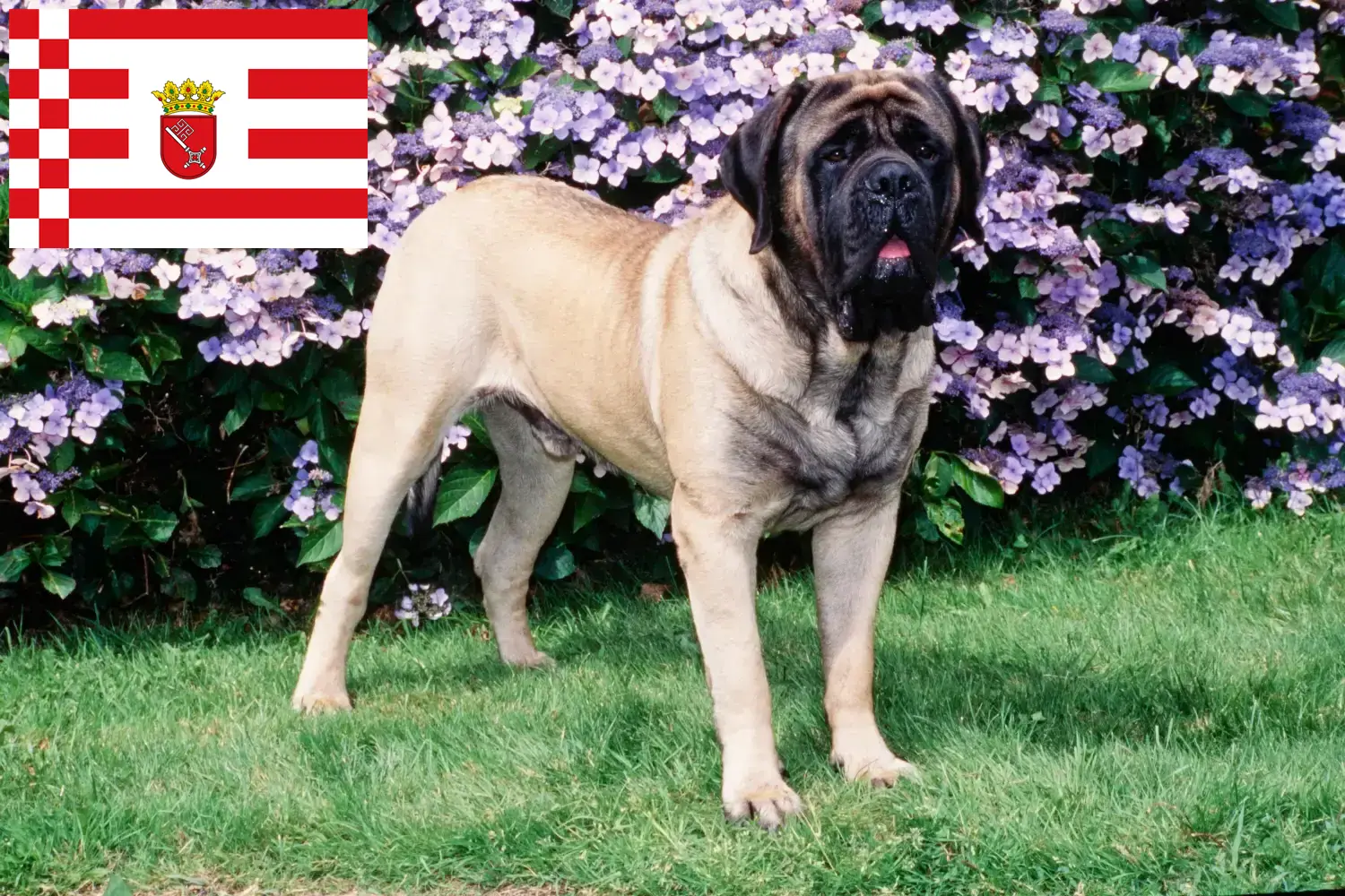 Read more about the article Criadores de Mastiff e cachorros em Bremen