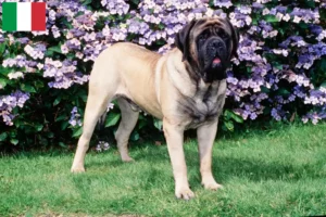 Read more about the article Criadores de Mastiff e cachorros em Itália