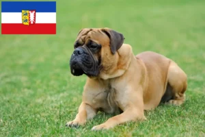 Read more about the article Criadores de Mastiff e cachorros em Schleswig-Holstein