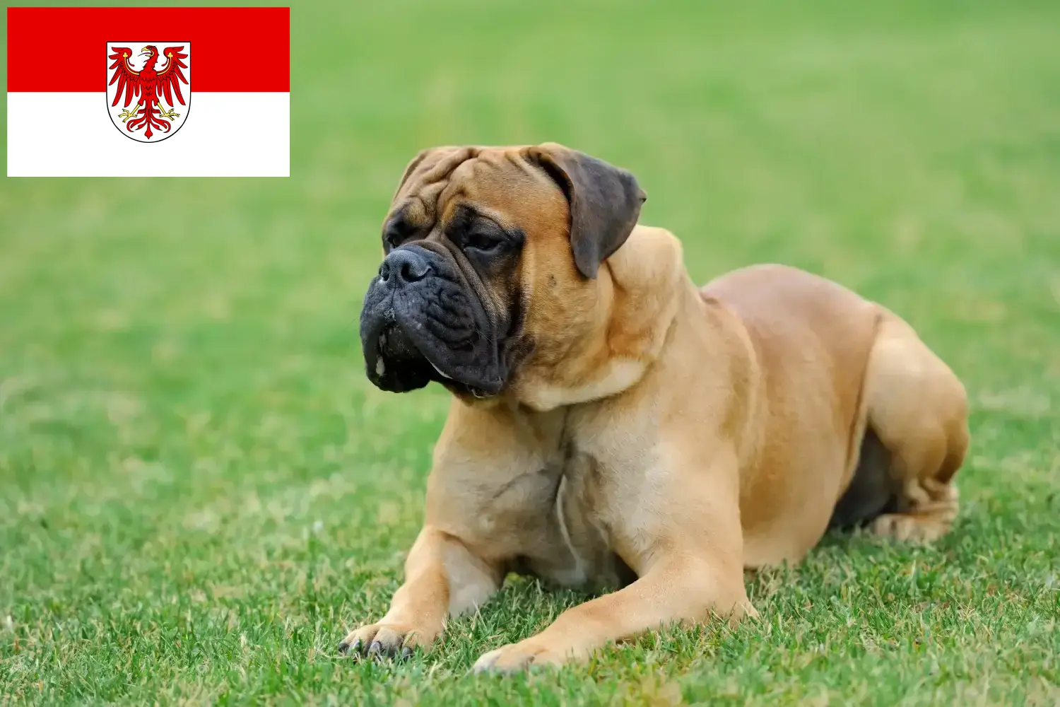 Read more about the article Criadores de Mastiff e cachorros em Brandenburg