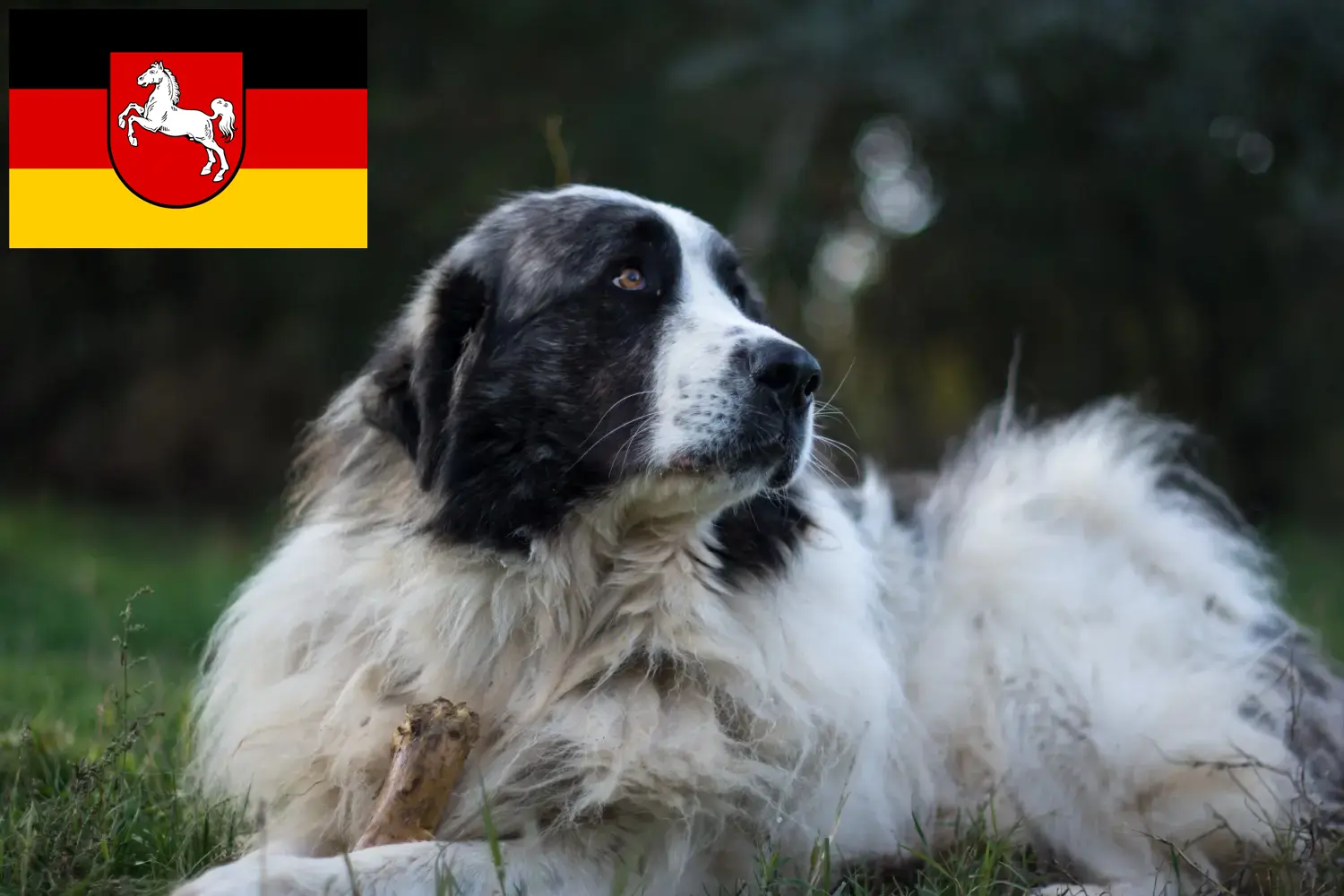 Read more about the article Criadores de Mastín del Pirineo e cachorros na Baixa Saxónia