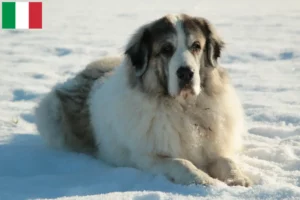 Read more about the article Criadores de Mastín del Pirineo e cachorros em Itália