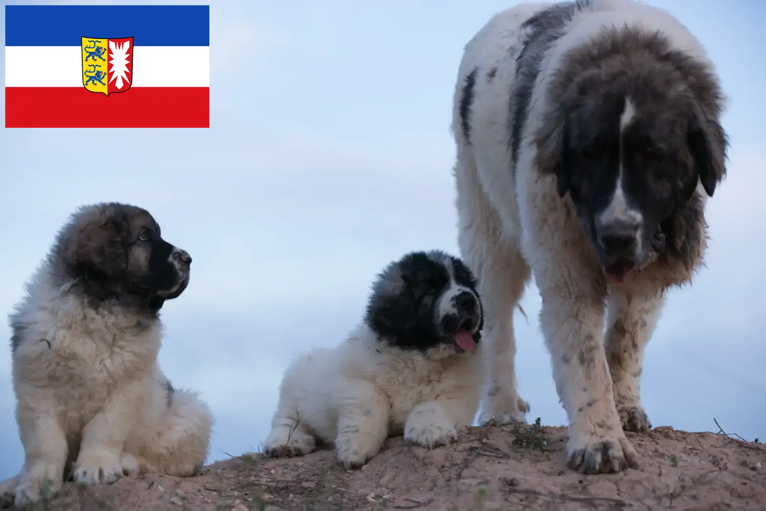 Read more about the article Criadores de Mastín del Pirineo e cachorros em Schleswig-Holstein