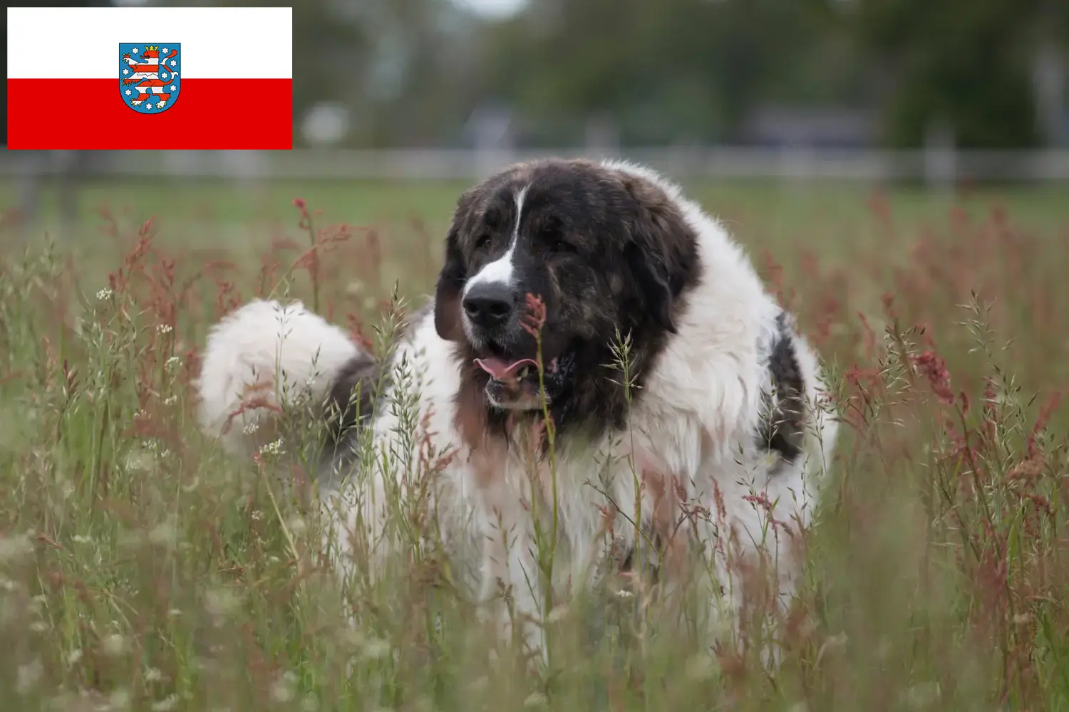 Read more about the article Criadores de Mastín del Pirineo e cachorros na Turíngia