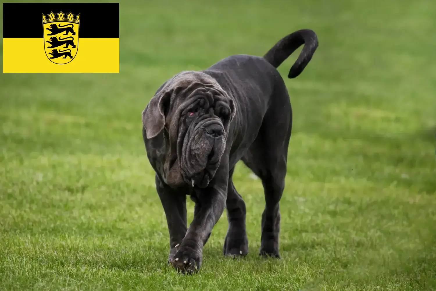 Read more about the article Criadores de Mastino Napoletano e cachorros em Baden-Württemberg