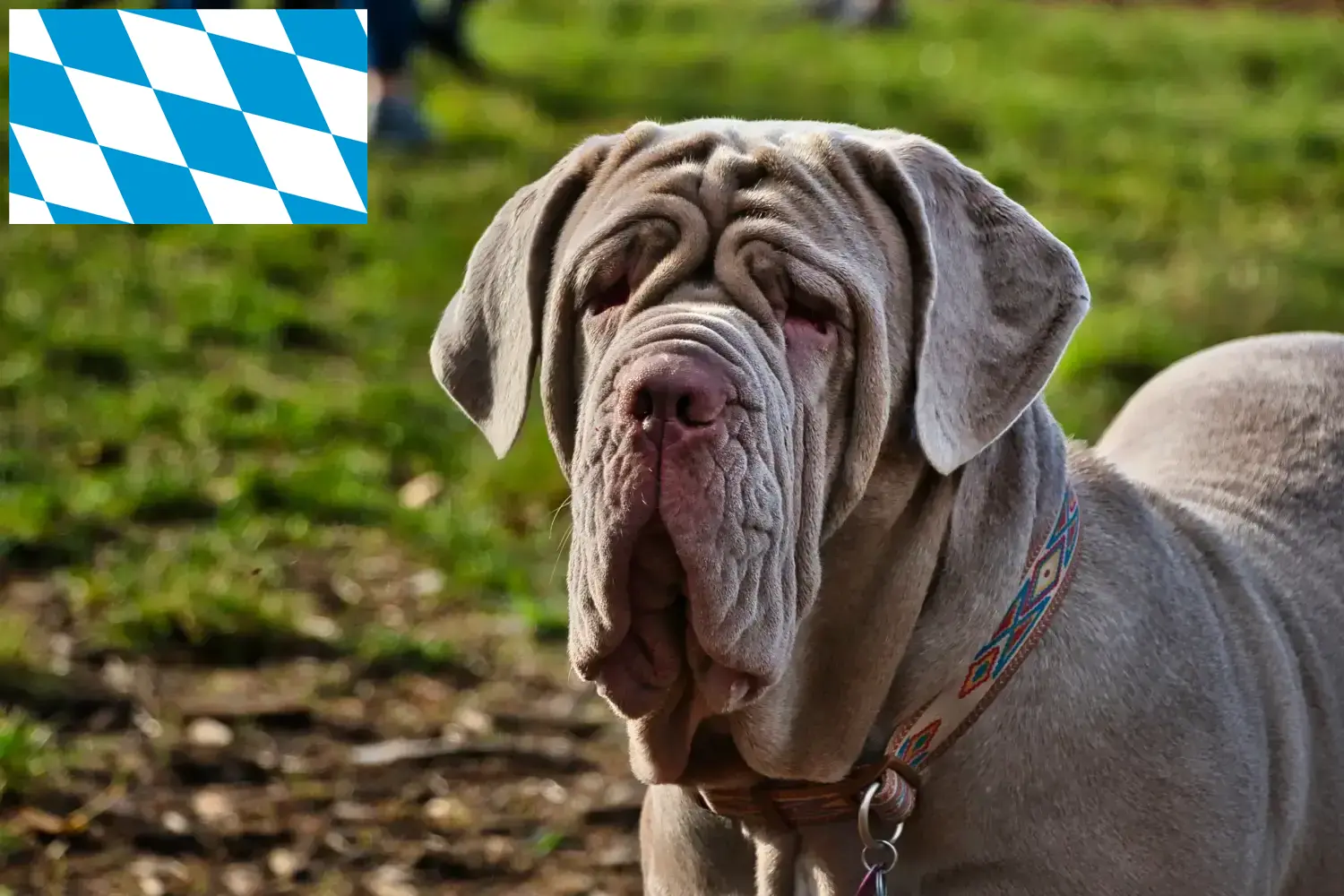 Read more about the article Criadores de Mastino Napoletano e cachorros na Baviera