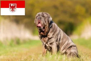 Read more about the article Criadores de Mastino Napoletano e cachorros em Brandenburg