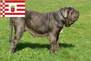 Read more about the article Criadores de Mastino Napoletano e cachorros em Bremen