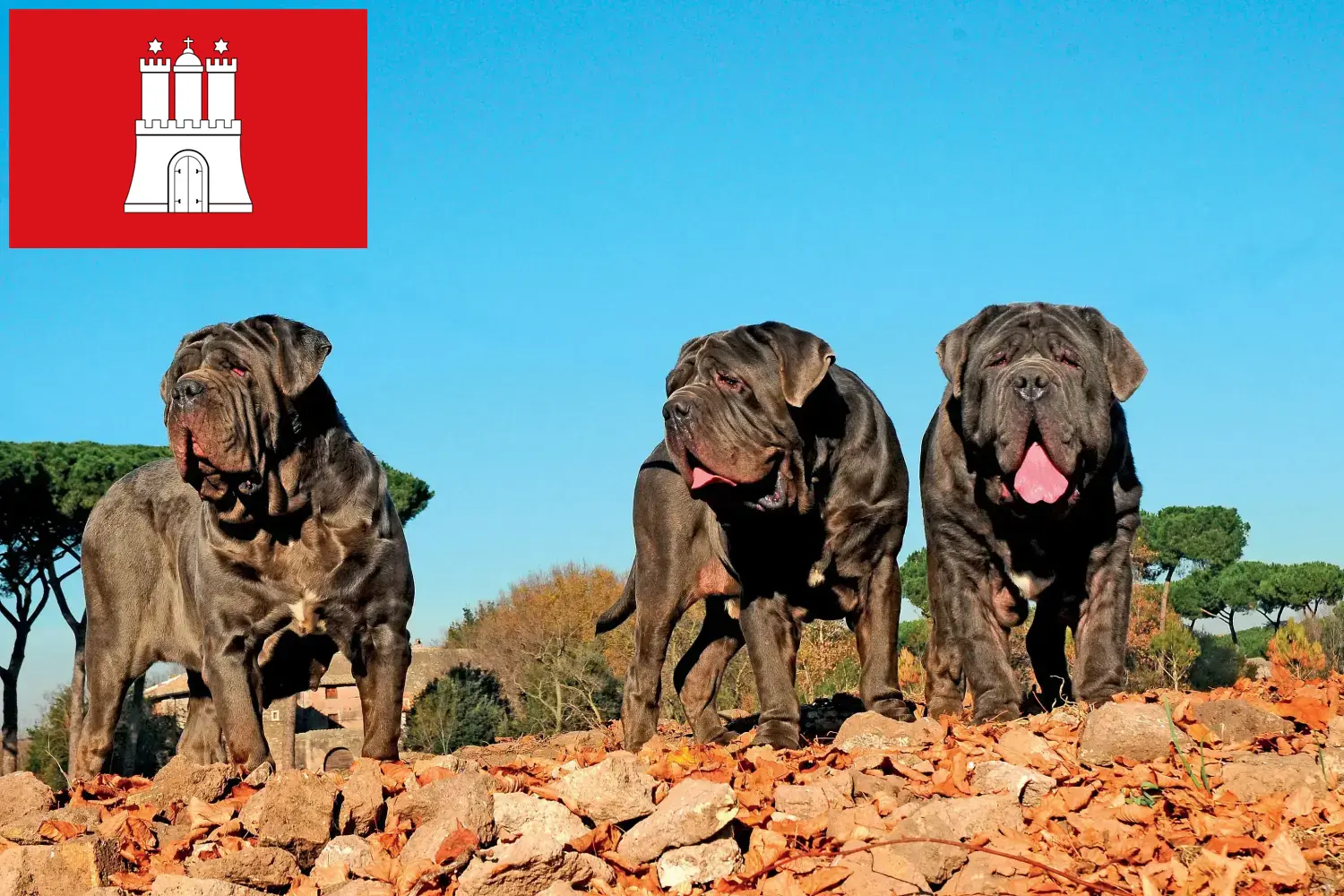 Read more about the article Criadores de Mastino Napoletano e cachorros em Hamburgo