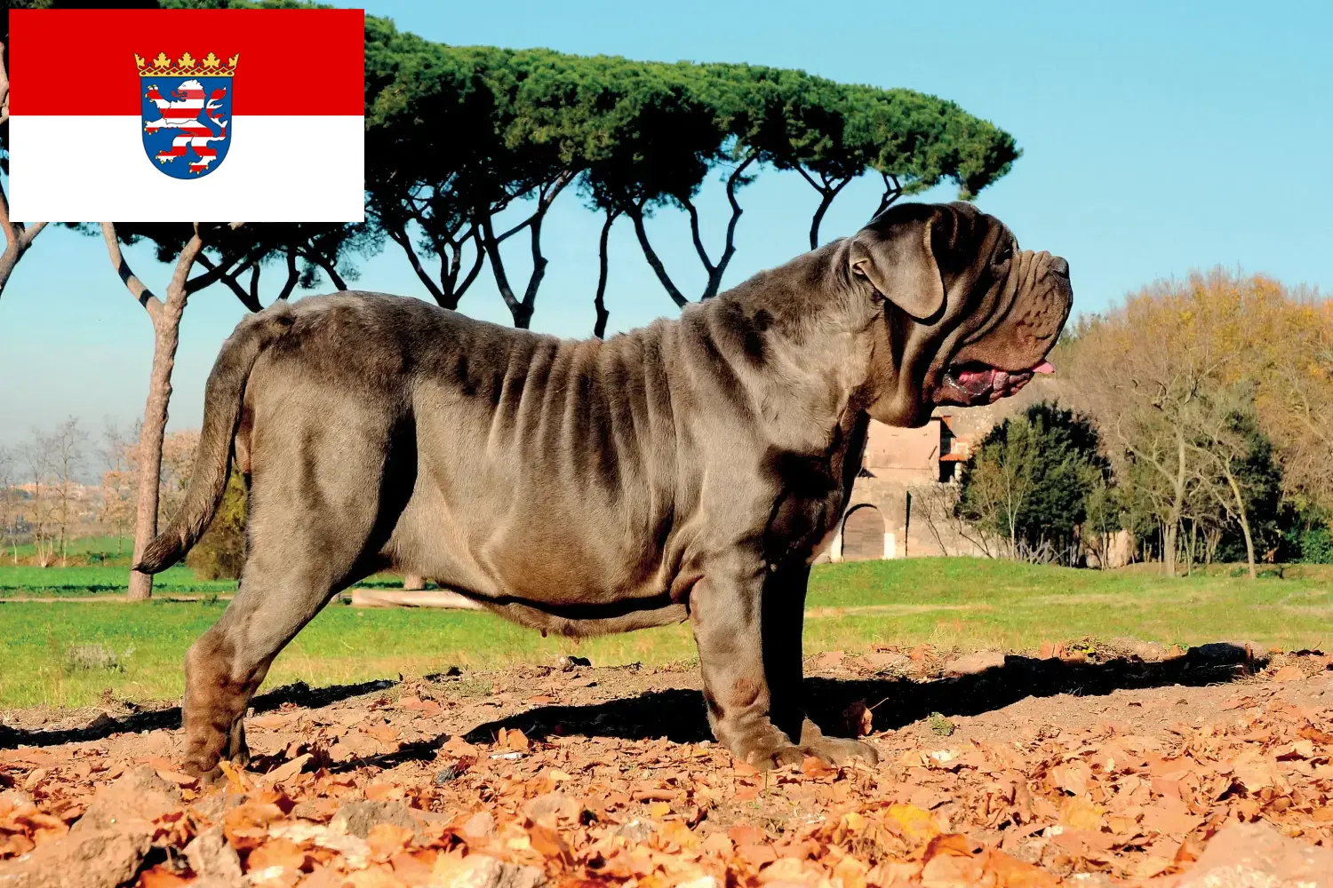 Read more about the article Criadores de Mastino Napoletano e cachorros em Hessen