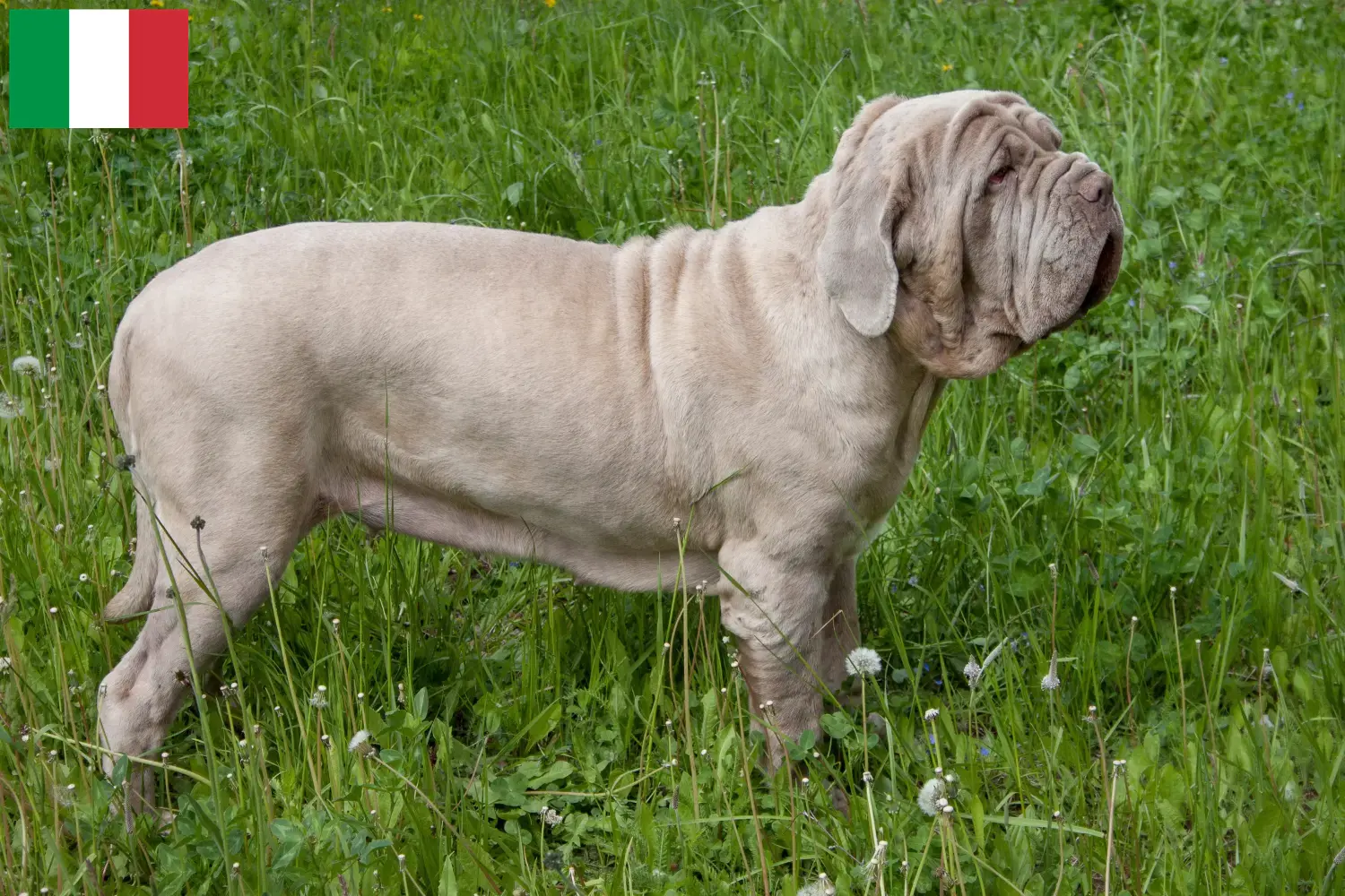 Read more about the article Criadores de Mastino Napoletano e cachorros em Itália