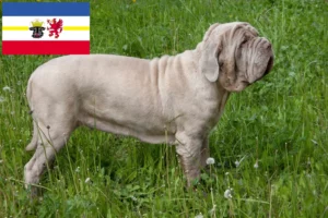 Read more about the article Criadores de Mastino Napoletano e cachorros em Mecklenburg-Vorpommern