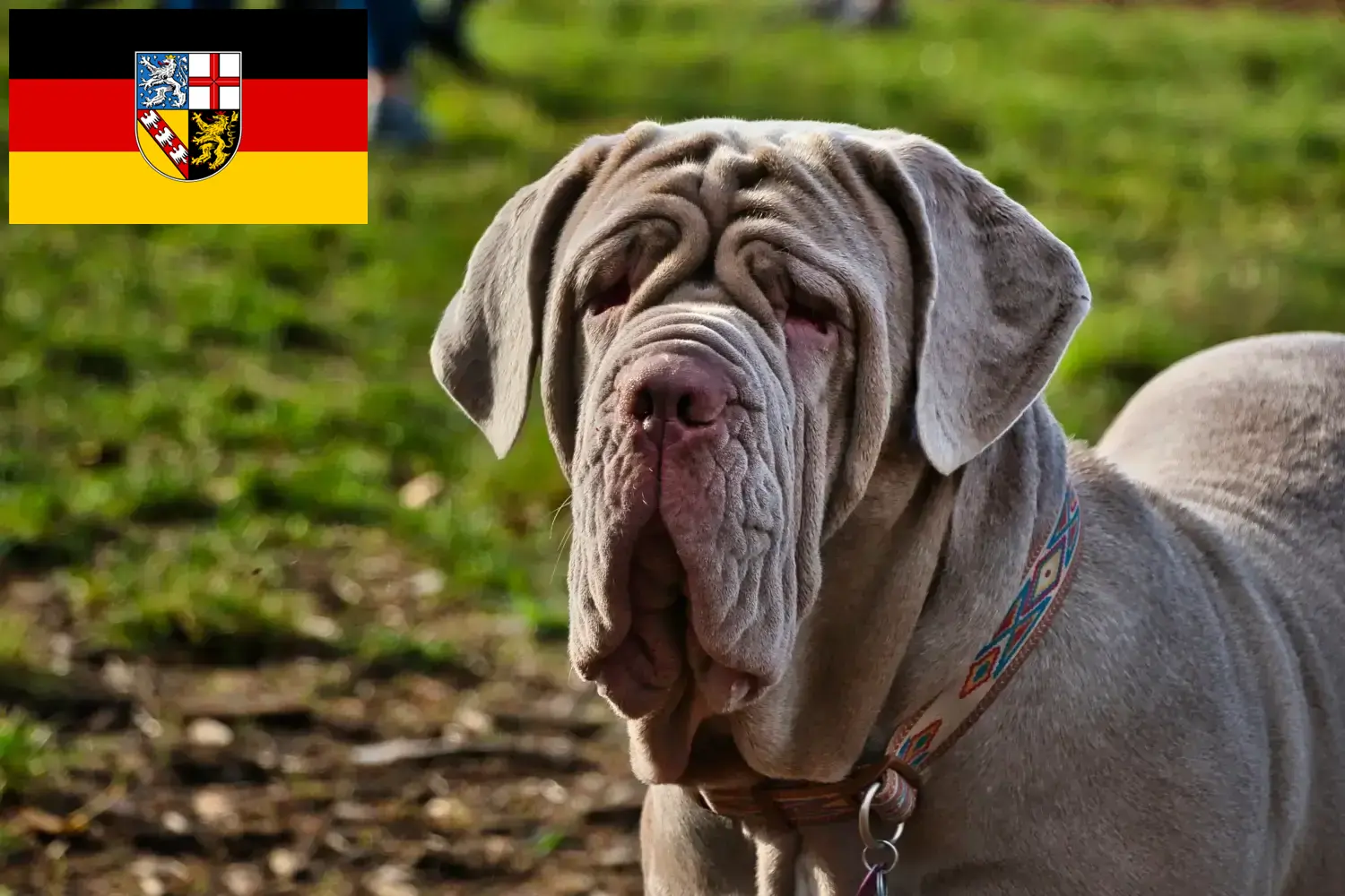 Read more about the article Criadores de Mastino Napoletano e cachorros em Saarland