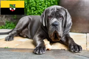 Read more about the article Criadores de Mastino Napoletano e cachorros em Saxónia-Anhalt