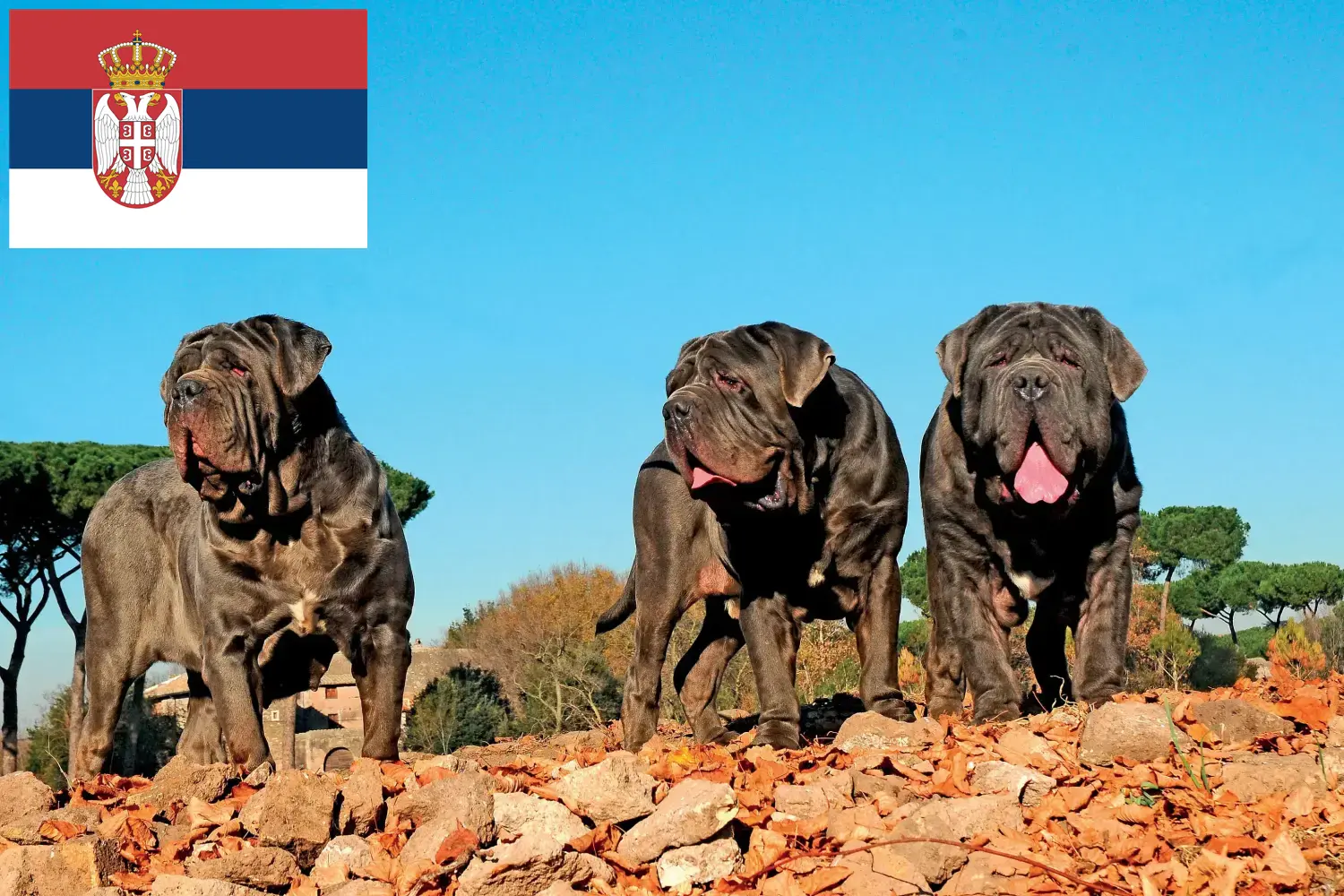 Read more about the article Criadores de Mastino Napoletano e cachorros na Sérvia