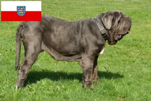 Read more about the article Criadores de Mastino Napoletano e cachorros na Turíngia