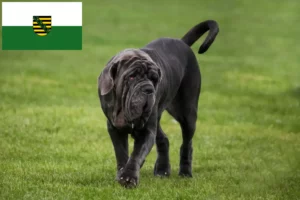 Read more about the article Criadores de Mastino Napoletano e cachorros na Saxónia