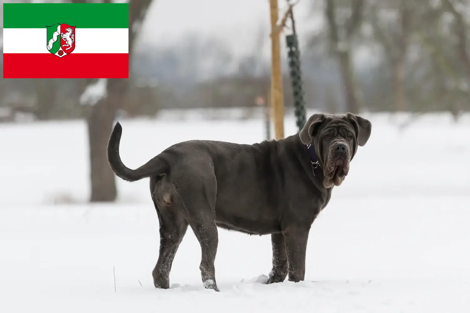 Read more about the article Criadores de Mastino Napoletano e cachorros na Renânia do Norte-Vestefália