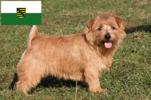 Read more about the article Criadores de Norfolk Terrier e cachorros em Saxónia