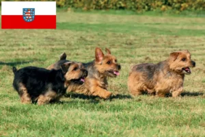 Read more about the article Criadores de Norfolk Terrier e cachorros em Thuringia