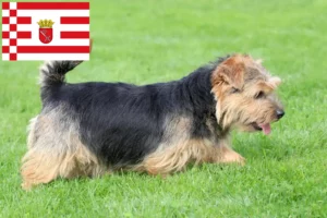 Read more about the article Criadores de Norfolk Terrier e cachorros em Bremen