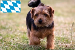 Read more about the article Criadores de Norfolk Terrier e cachorros em Bavaria