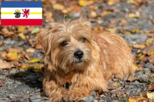 Read more about the article Criadores de Norfolk Terrier e cachorros em Mecklenburg-Vorpommern