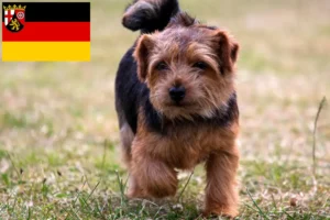 Read more about the article Criadores de Norfolk Terrier e cachorros em Renânia-Palatinado