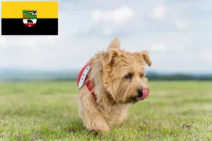 Read more about the article Criadores de Norfolk Terrier e cachorros em Saxónia-Anhalt