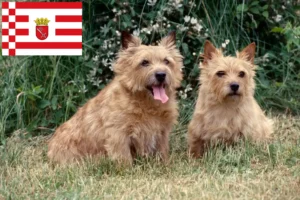 Read more about the article Criadores de Norwich Terrier e cachorros em Bremen