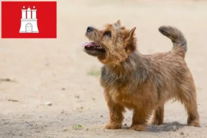 Read more about the article Criadores de Norwich Terrier e cachorros em Hamburgo