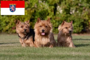 Read more about the article Criadores de Norwich Terrier e cachorros em Hessen