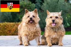 Read more about the article Criadores de Norwich Terrier e cachorros em Saarland