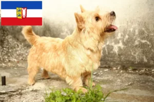 Read more about the article Criadores de Norwich Terrier e cachorros em Schleswig-Holstein