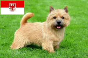 Read more about the article Criadores de Norwich Terrier e cachorros em Brandenburg