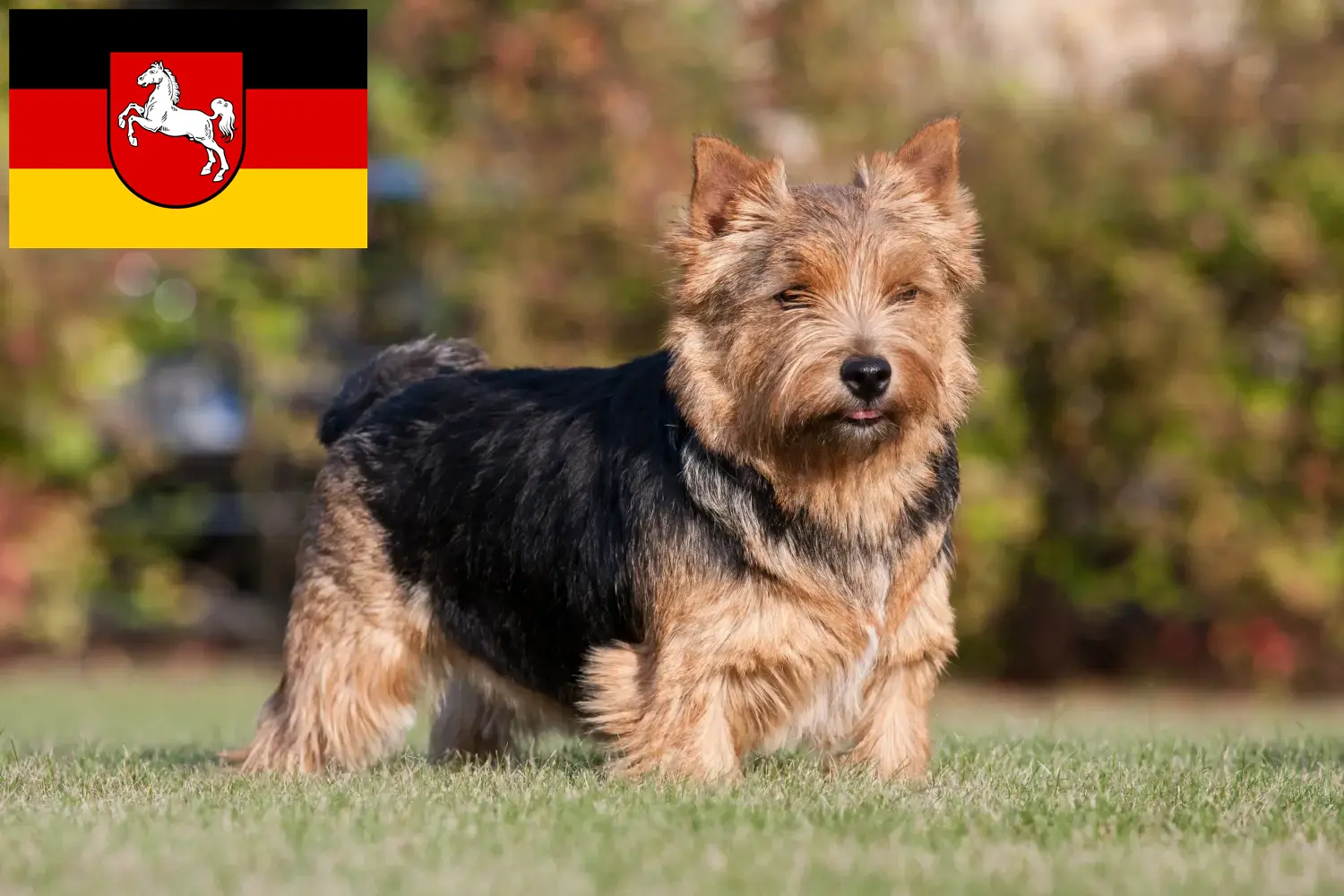 Read more about the article Criadores de Norwich Terrier e cachorros na Baixa Saxónia