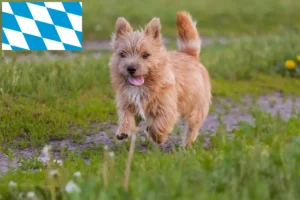 Read more about the article Criadores de Norwich Terrier e cachorros em Bavaria