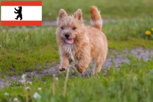 Read more about the article Criadores de Norwich Terrier e cachorros em Berlim