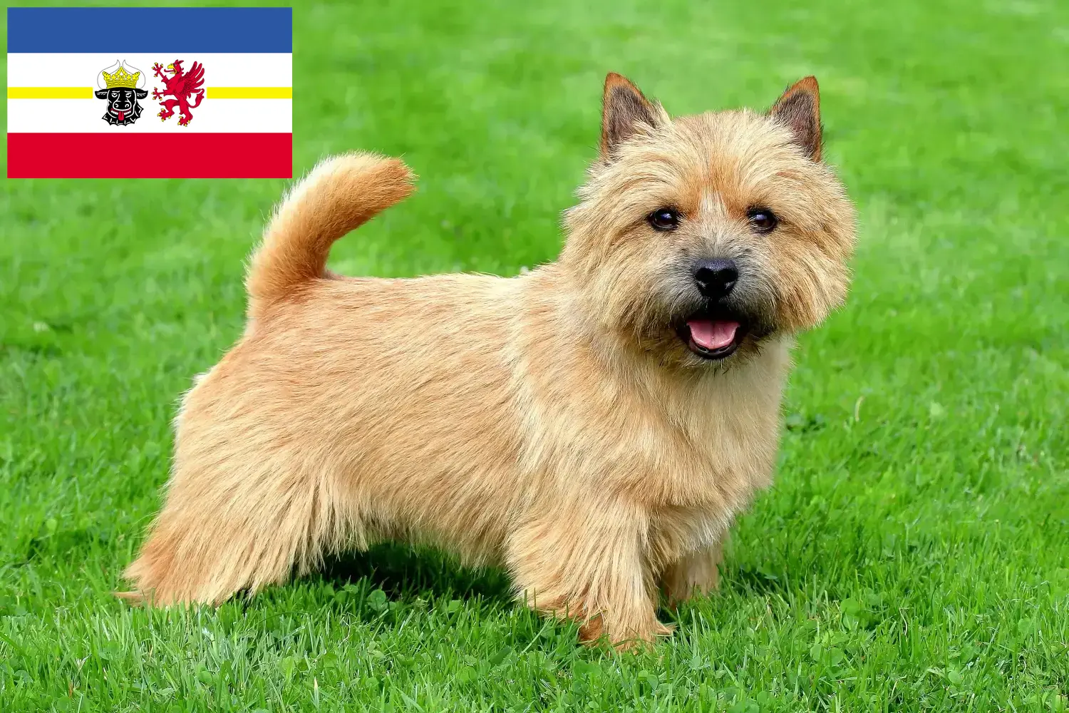 Read more about the article Criadores de Norwich Terrier e cachorros em Mecklenburg-Vorpommern