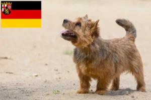 Read more about the article Criadores de Norwich Terrier e cachorros em Renânia-Palatinado