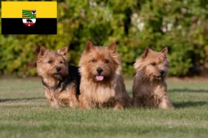 Read more about the article Criadores de Norwich Terrier e cachorros em Saxónia-Anhalt