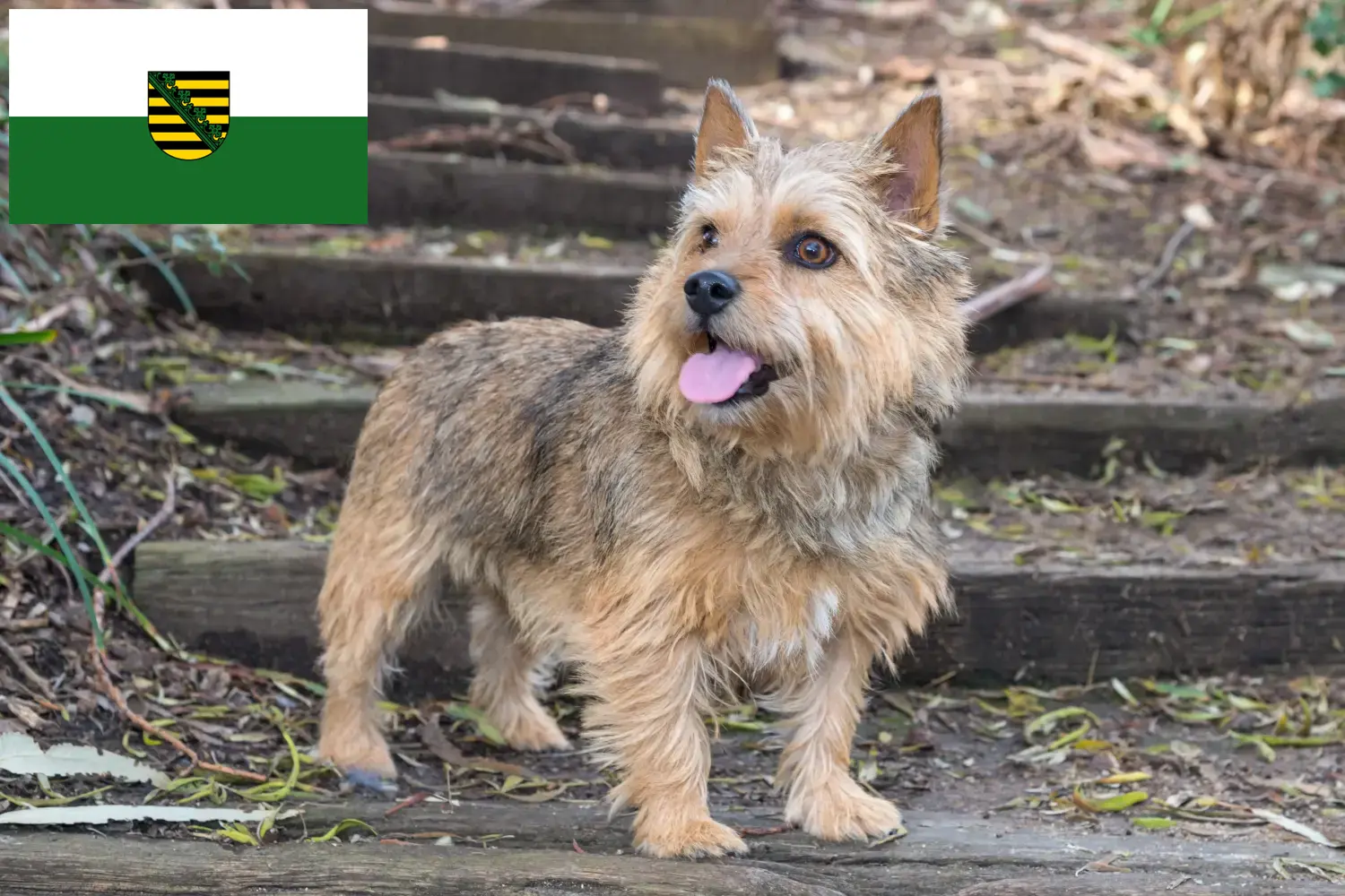 Read more about the article Criadores de Norwich Terrier e cachorros em Saxónia