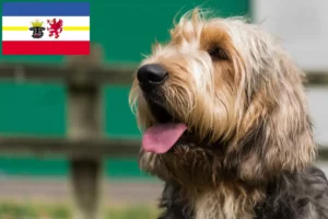 Read more about the article Criadores de lontra e cachorros em Mecklenburg-Vorpommern