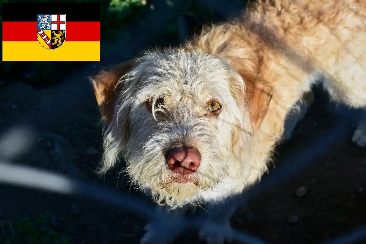 Read more about the article Criadores de lontra e cachorros em Sarre