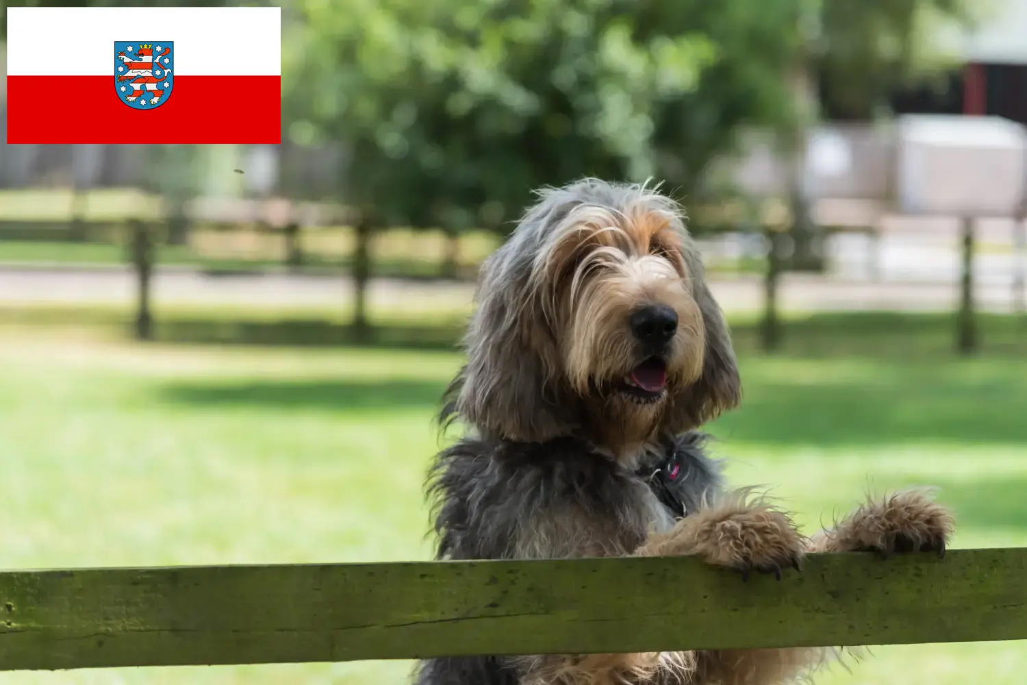 Read more about the article Criadores de lontra e cachorros na Turíngia