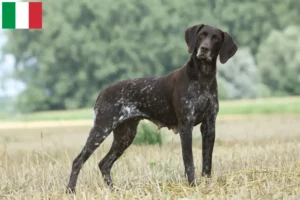 Read more about the article Criadores de pelo curto alemão e cachorros em Itália