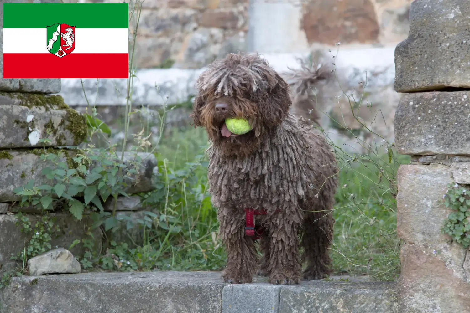 Read more about the article Criadores de Perro de Agua Español e cachorros na Renânia do Norte-Vestefália